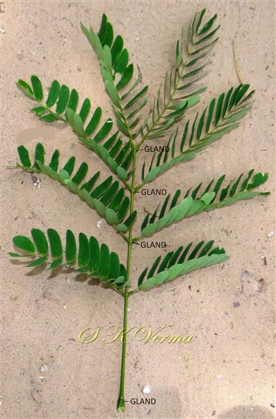  Leaf